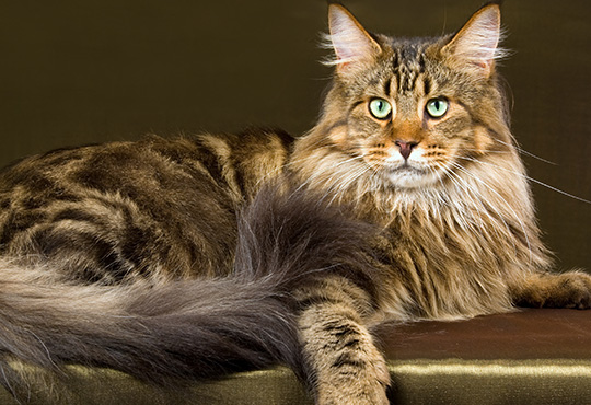 Medium long hair store cat